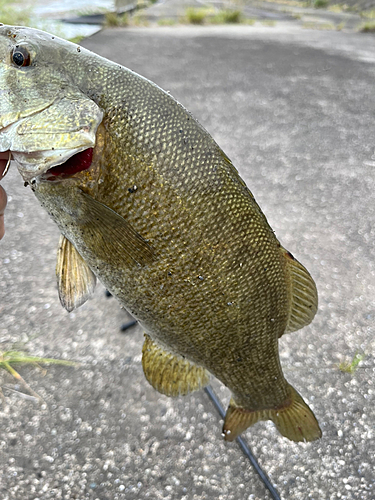 スモールマウスバスの釣果