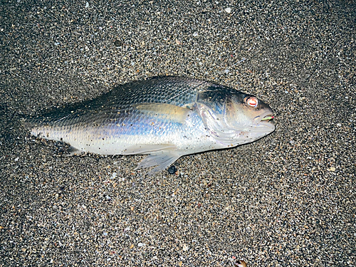 イシモチの釣果