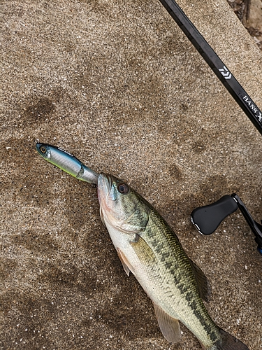 ブラックバスの釣果