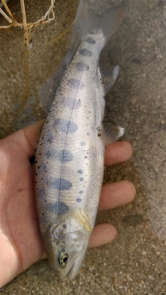 ヤマメの釣果