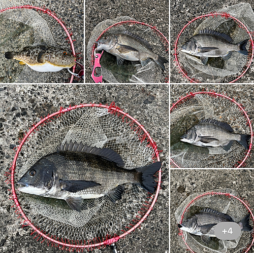 クロダイの釣果