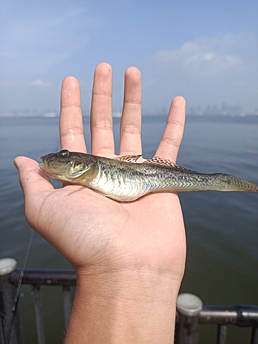 マハゼの釣果