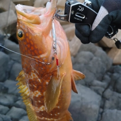 キジハタの釣果