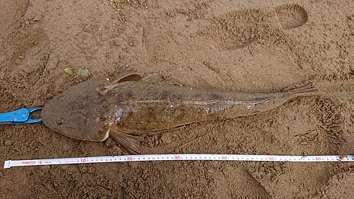 マゴチの釣果