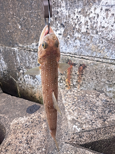 エソの釣果