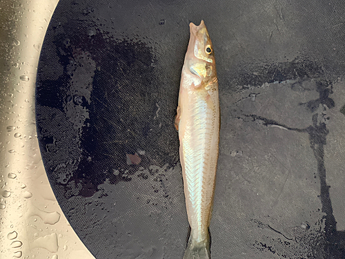 キスの釣果