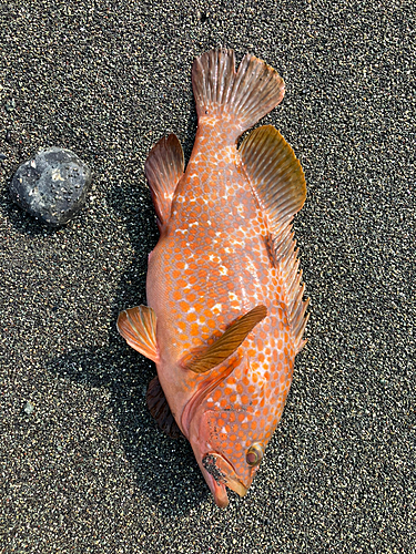 キジハタの釣果