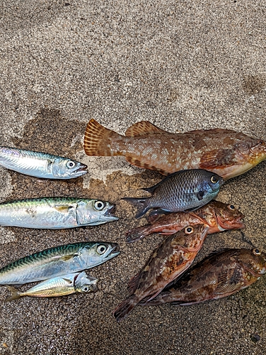 アイナメの釣果