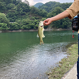 ブラックバス