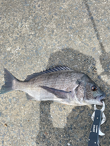 チヌの釣果