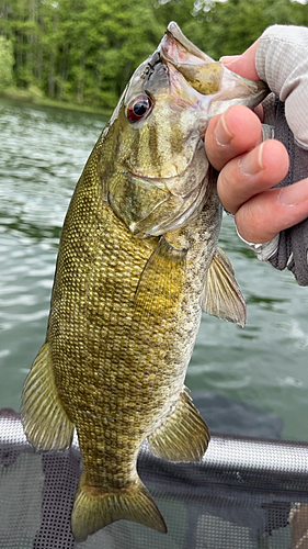 スモールマウスバスの釣果