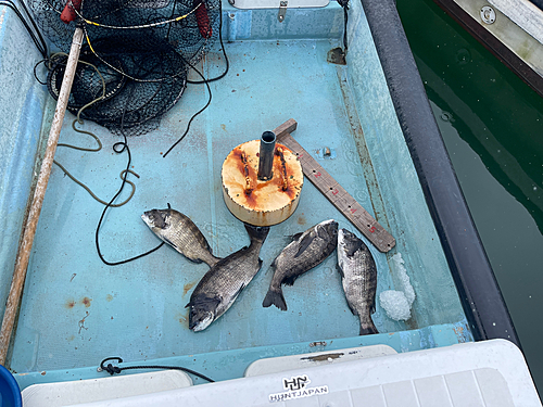 クロダイの釣果