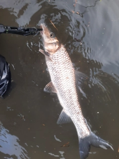 ニゴイの釣果