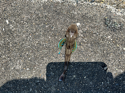 ホウボウの釣果