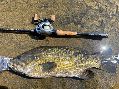 スモールマウスバスの釣果