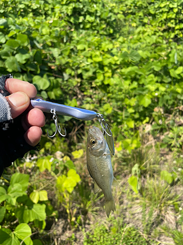 ライギョの釣果