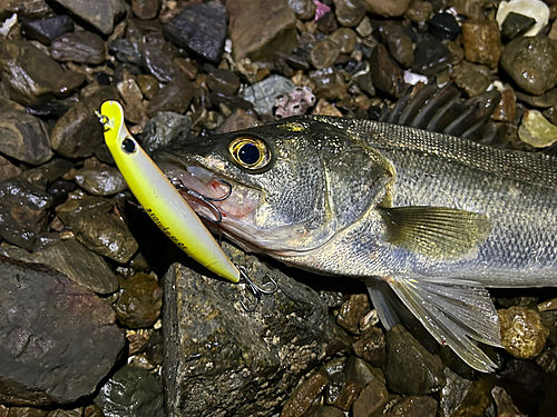 セイゴ（マルスズキ）の釣果