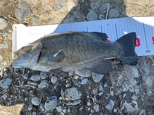 スモールマウスバスの釣果