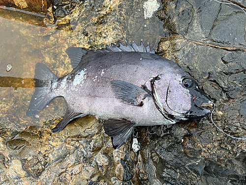 イシダイの釣果