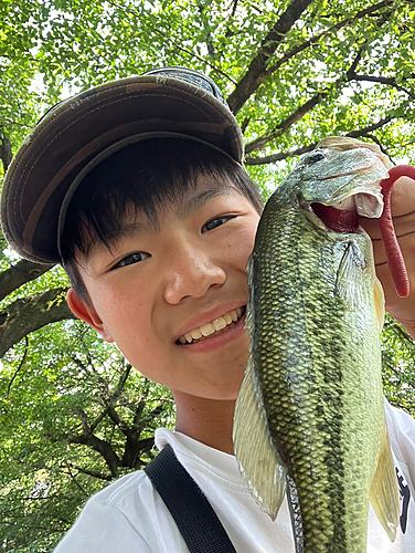 ラージマウスバスの釣果