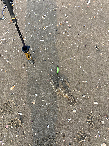 ヒラメの釣果