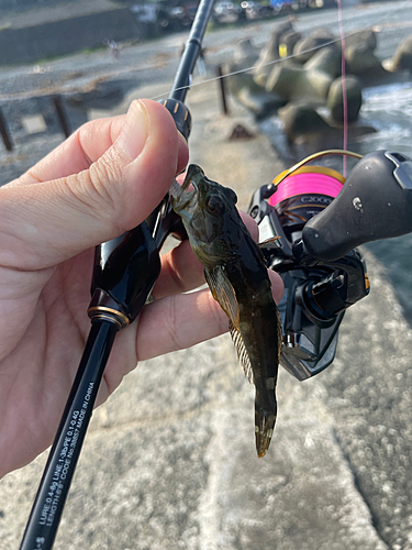 アナハゼの釣果