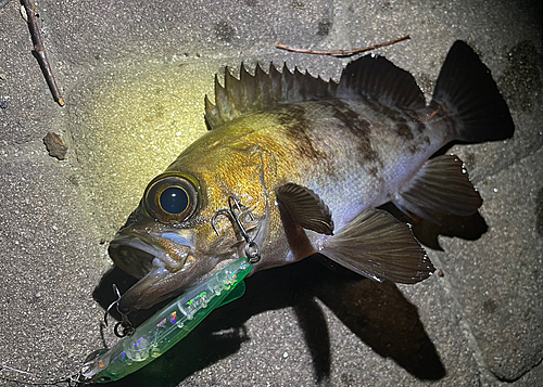 メバルの釣果