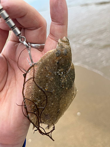 カレイの釣果