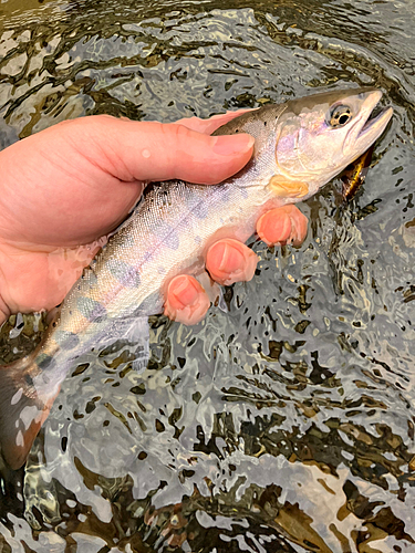 ヤマメの釣果