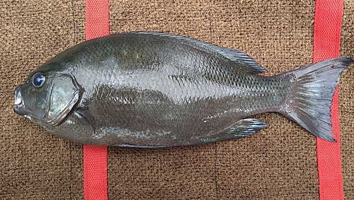 グレの釣果