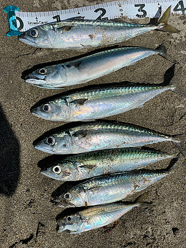 サバの釣果