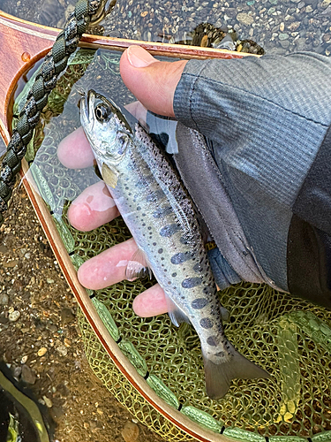 ヤマメの釣果