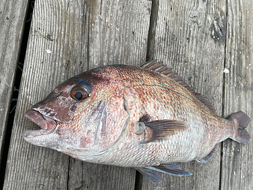 チヌの釣果