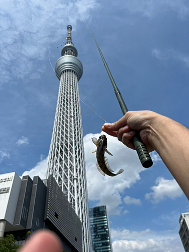 マハゼの釣果