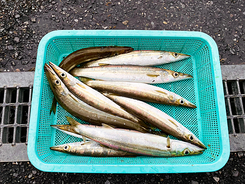 カマスの釣果