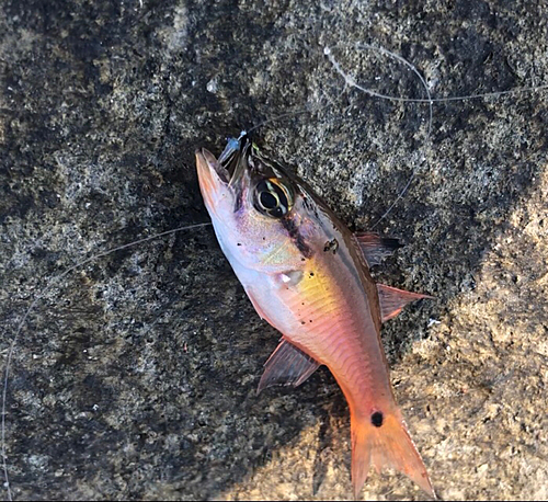 ネンブツダイの釣果