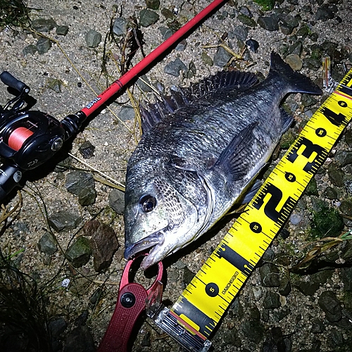 チヌの釣果