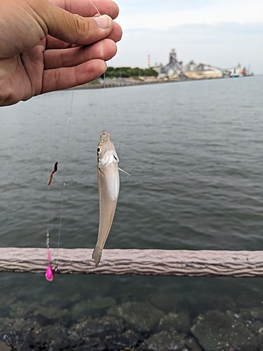 キスの釣果