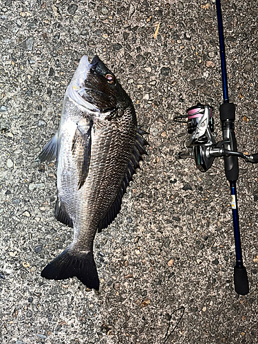 クロダイの釣果