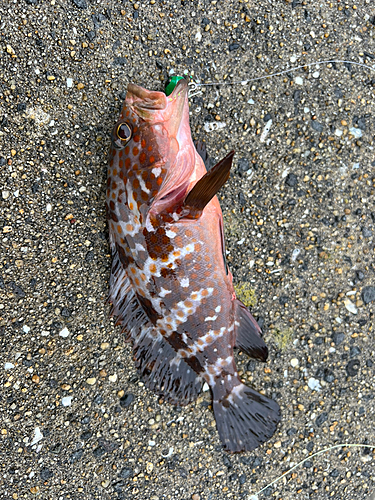 アコウの釣果