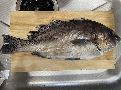 コショウダイの釣果