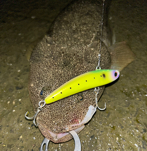 マゴチの釣果