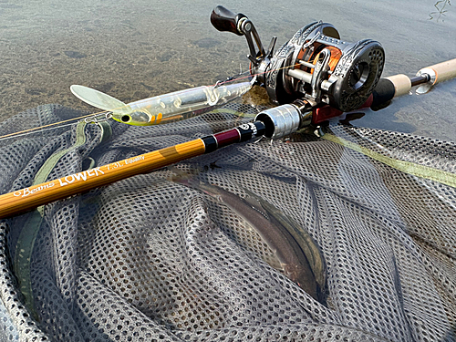 アユの釣果