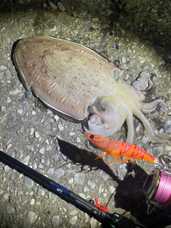 モンゴウイカの釣果