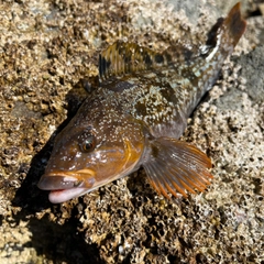 アイナメの釣果