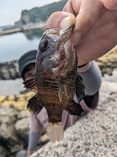 クロイシモチの釣果