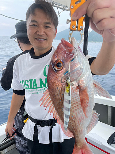 マダイの釣果