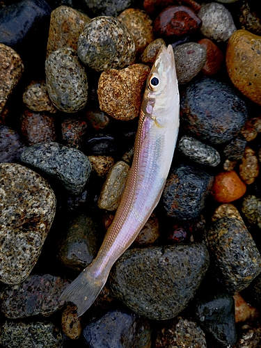 シロギスの釣果