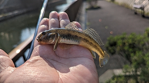 マハゼの釣果