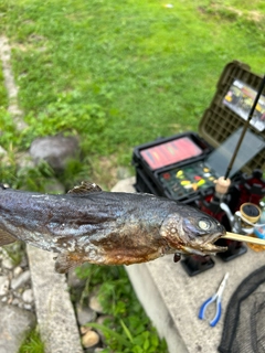 ニジマスの釣果